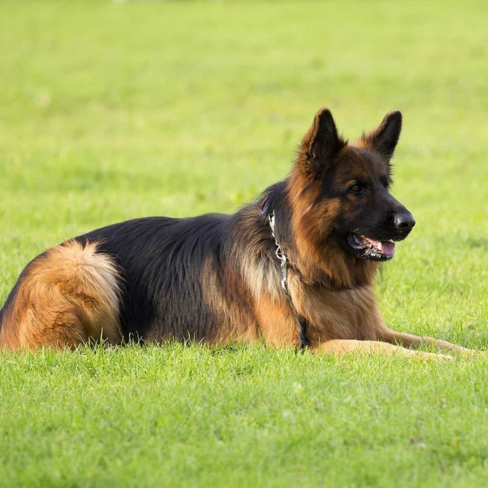 Common Neurological Disorders in Dogs